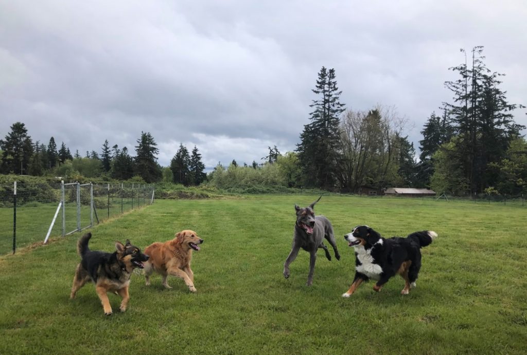 Dogs @ Henry Hollow Park (1)